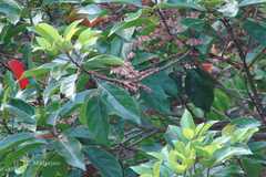 Elaeocarpus glandulosus